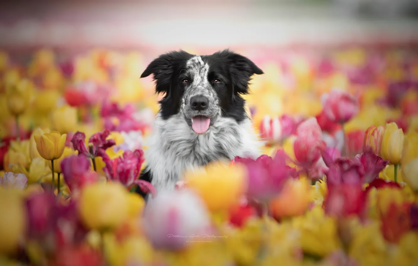 Фото обои морда, цветы, собака, тюльпаны