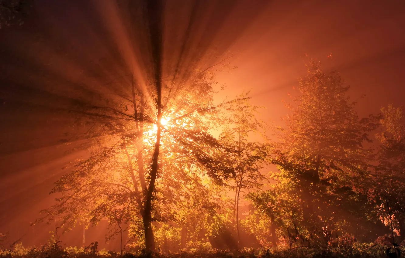 Фото обои солнце, лучи, деревья, рассвет, забор, кусты