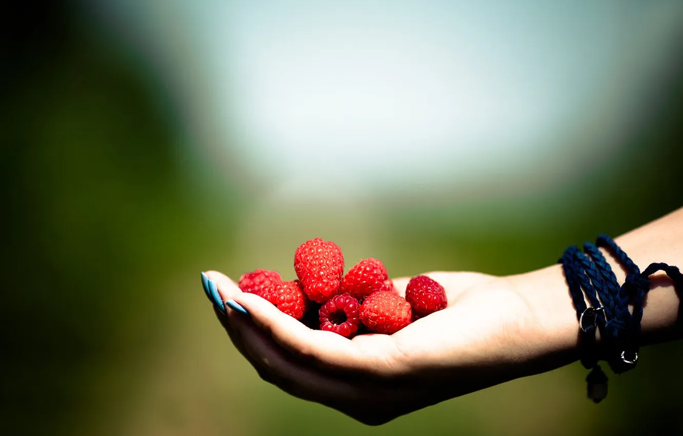 Фото обои ягоды, малина, ладонь, горсть