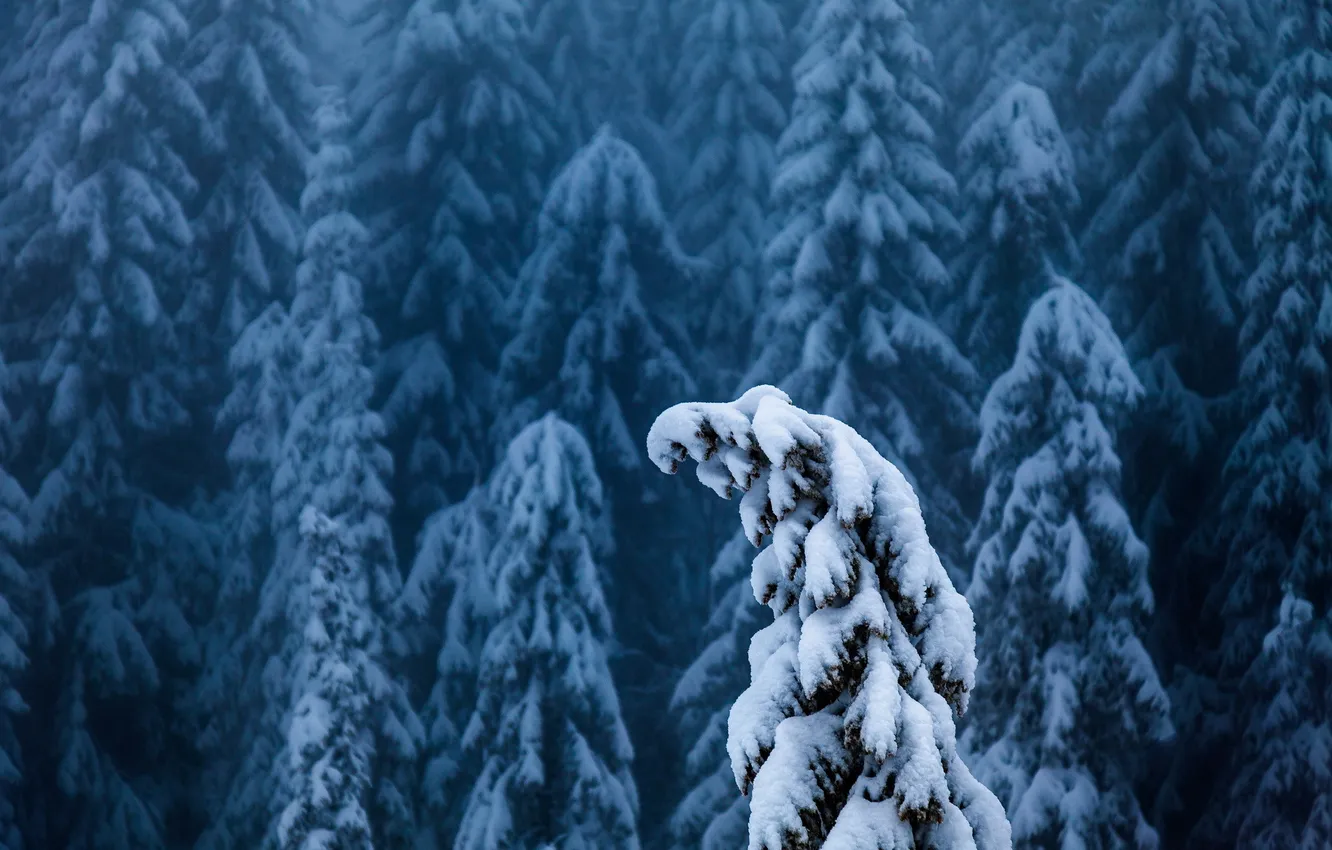 Фото обои зима, лес, снег, туман