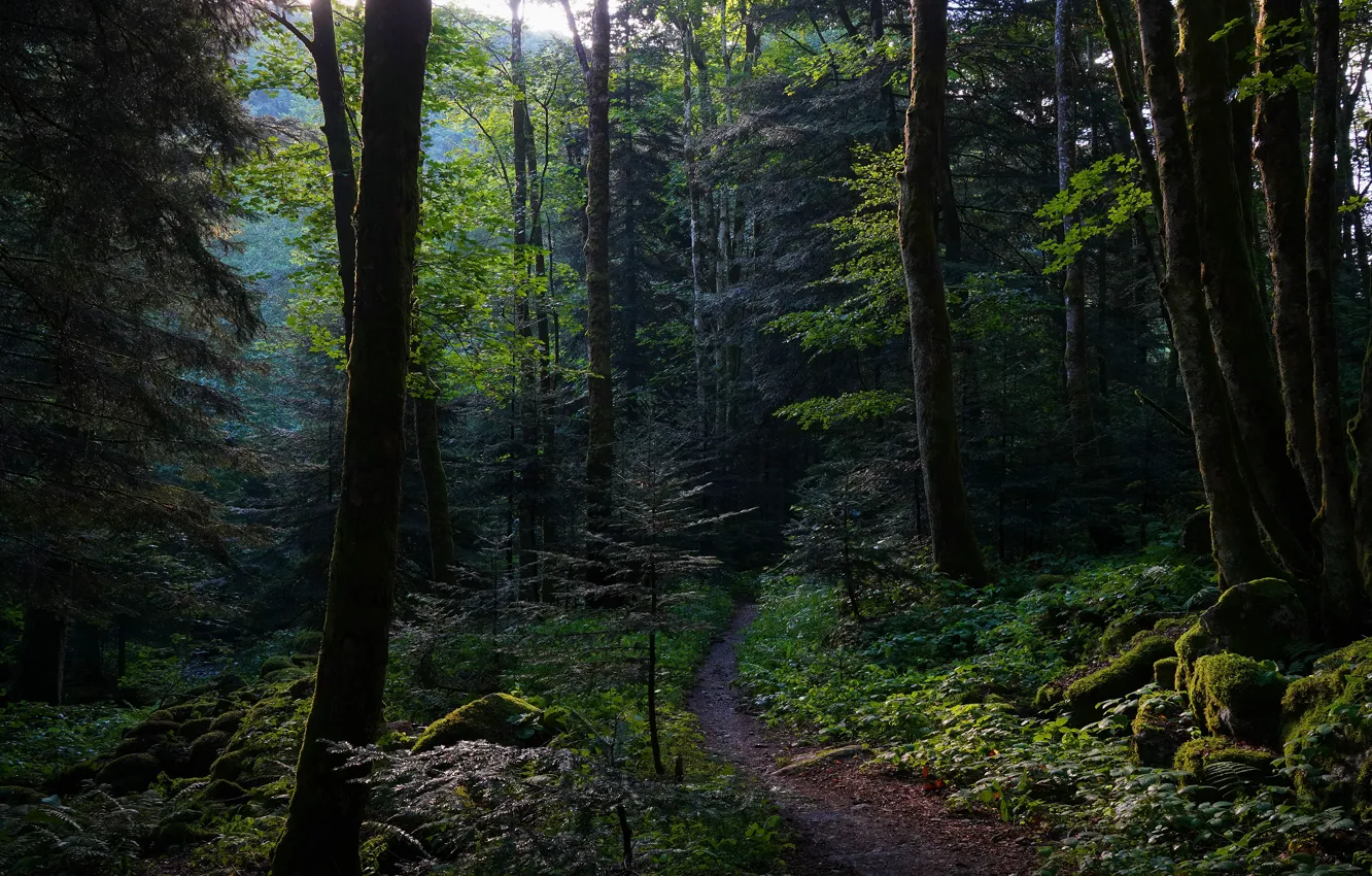 Фото обои лес, деревья, ветки, камни, заросли, листва, мох, полумрак