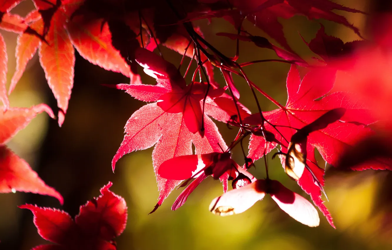 Фото обои осень, листья, свет, красные, кленовые, боке, осенние листья