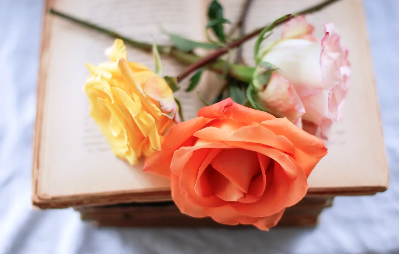 Фото обои цветы, розовая, розы, оранжевая, книга, желтая