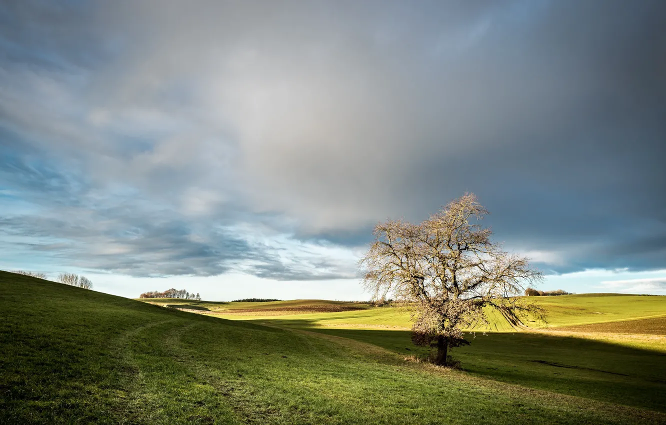 Фото обои поле, небо, дерево, утро, Германия, Germany, Bavaria, Sirchenried