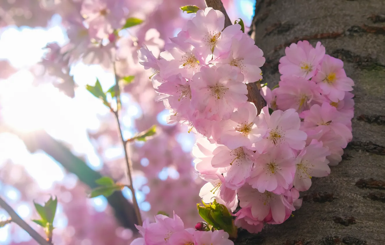 Фото обои свет, цветы, ветки, вишня, дерево, настроение, весна, сакура
