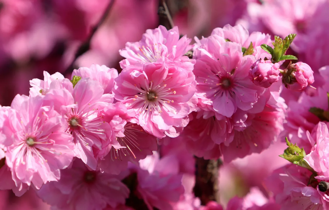 Фото обои макро, цветы, ветка, весна, сакура, розовые, цветение, боке