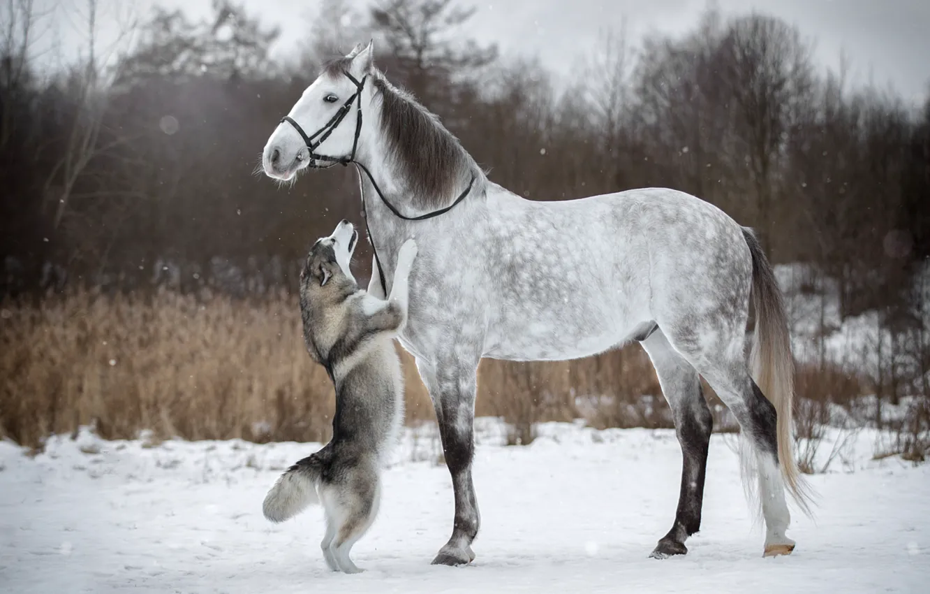 Фото обои зима, снег, конь, лошадь, собака, хаски, стойка, уздечка