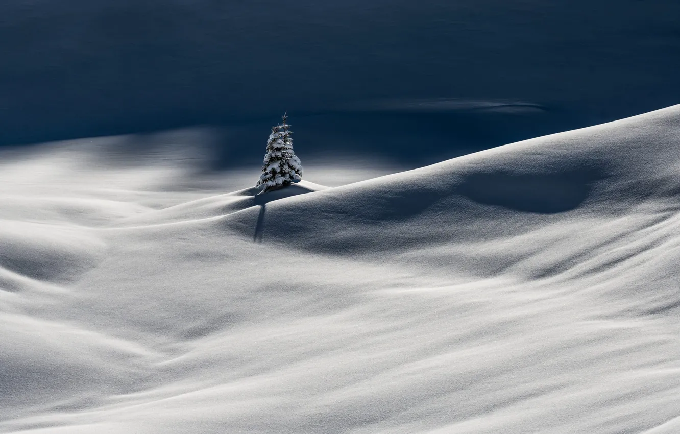 Фото обои зима, свет, снег, деревья, холмы, в снегу, ель, тень