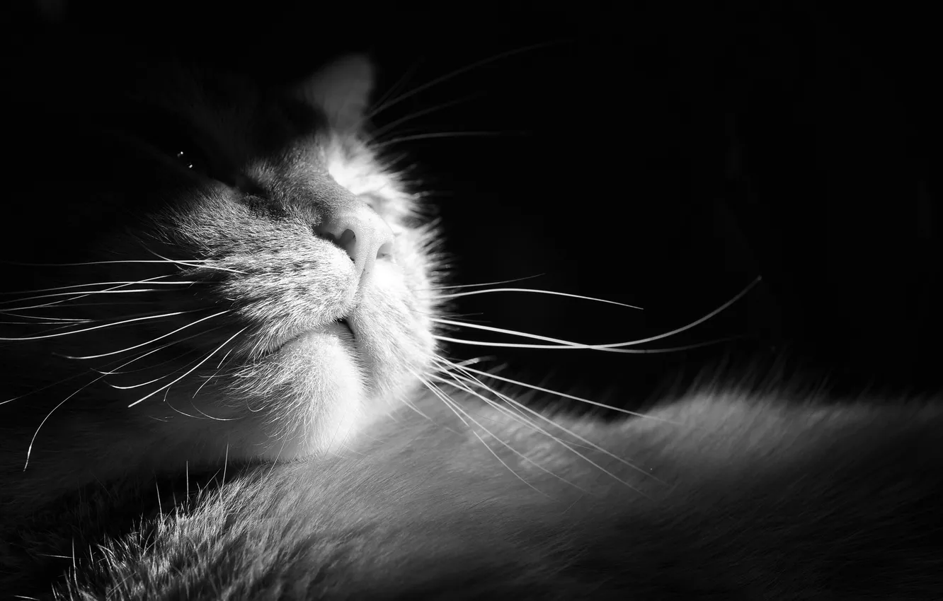 Фото обои кошка, кот, усы, шерсть, нос, мордочка, черно-белое