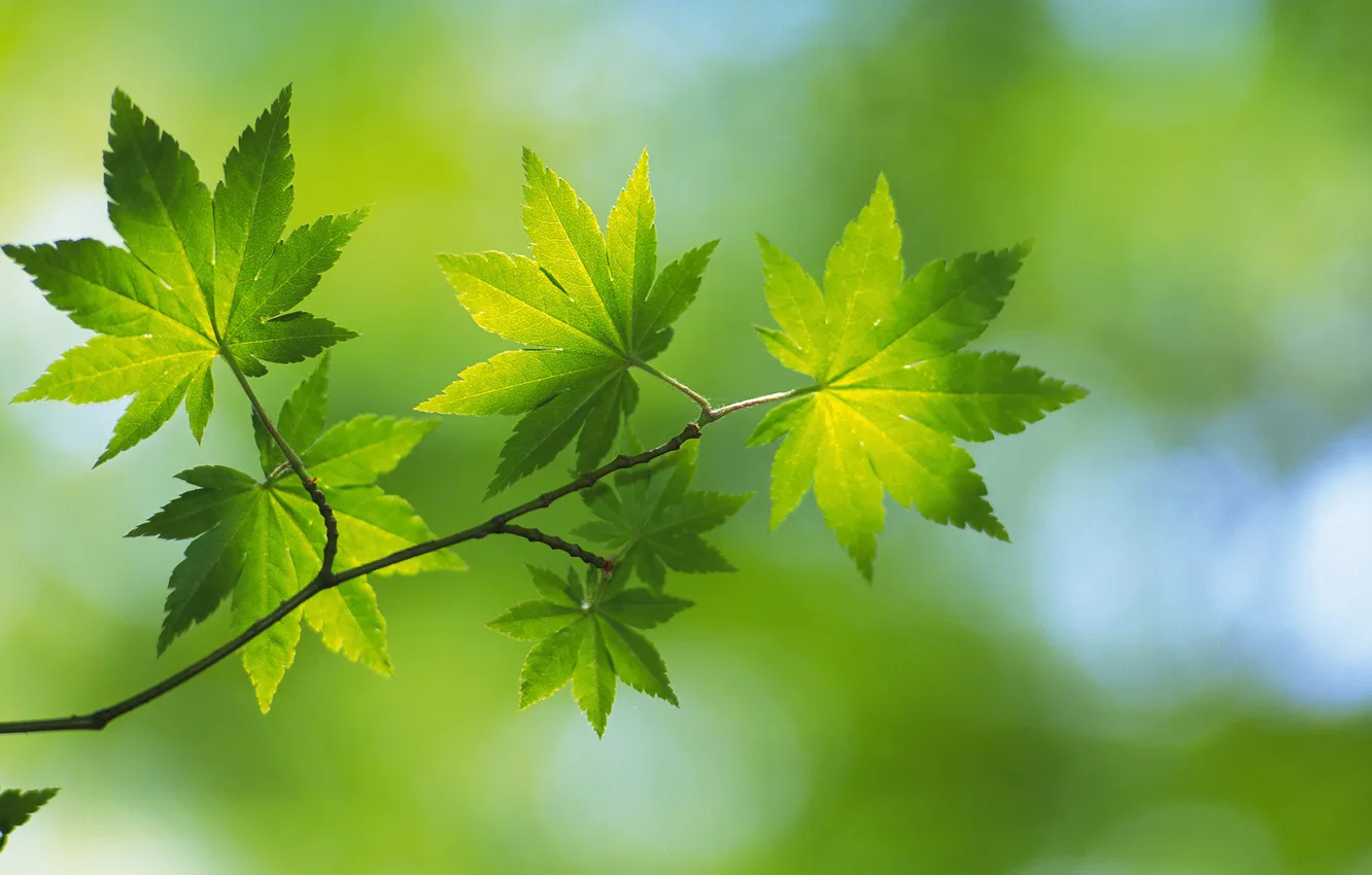 Фото обои лето, лист, зеленые, листочки