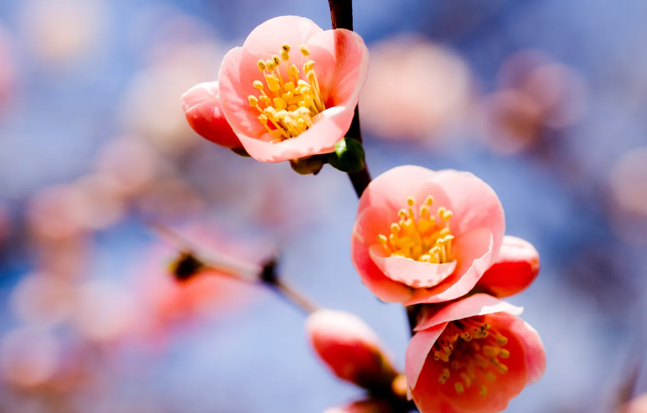 Фото обои небо, ветка, весна, абрикос, три цветка