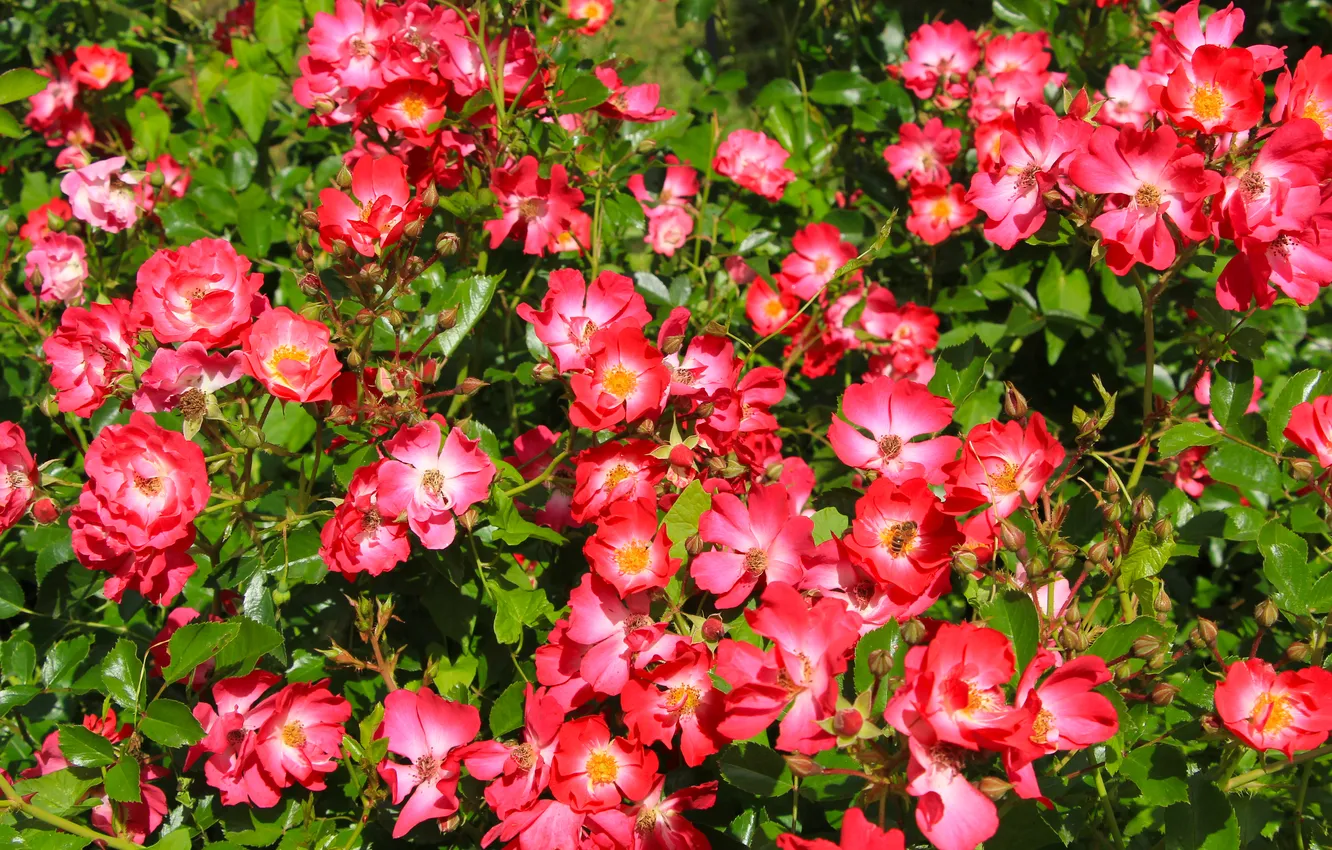 Фото обои flower, leafs, roses