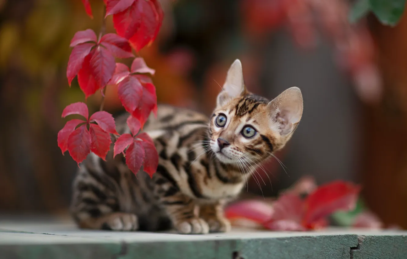 Фото обои осень, листья, животное, ветка, детёныш, котёнок, Юрий Коротун