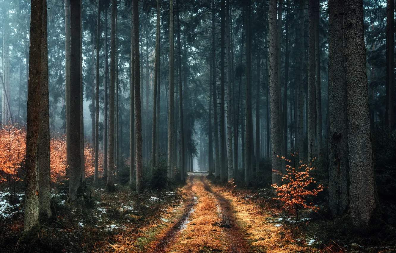 Фото обои дорога, лес, природа, туман
