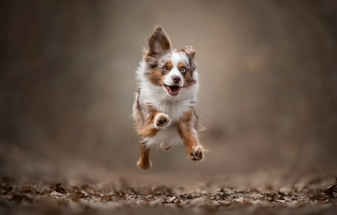 Фото обои фон, прыжок, собака, бег, прогулка, пёсик, Миниатюрная австралийская овчарка, Мини аусси