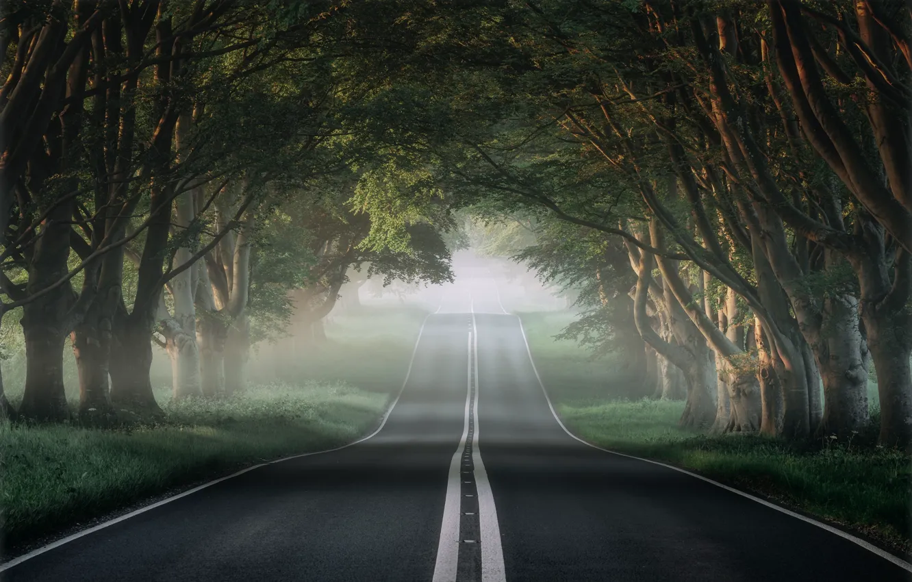 Фото обои дорога, зелень, трава, деревья, Лето, Пейзаж, Листья лес