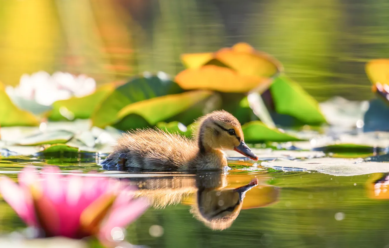 Фото обои цветы, пруд, отражение, птица, утёнок, водяные лилии, утка, птенец