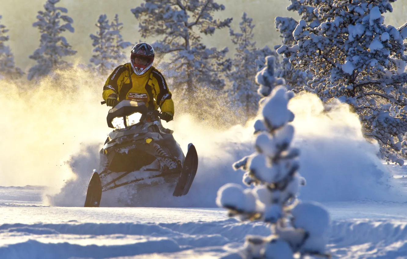 Фото обои Закат, Деревья, Снег, Снегоход, Snowmobile, Ski-Doo