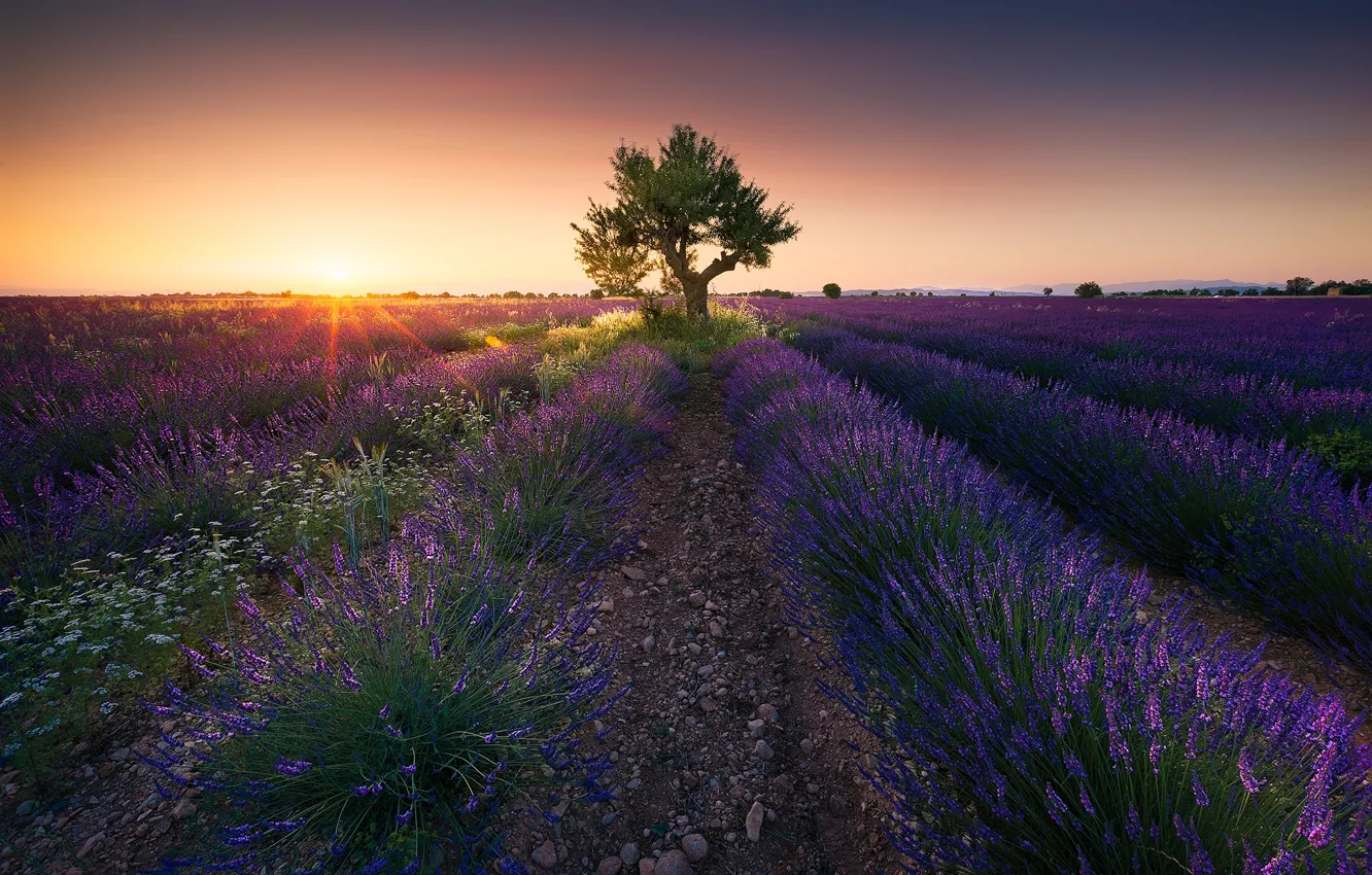 Фото обои sunset, France, Valensole, Alpes-de-Haute-Provence, Provence-Alpes-Cote d'Azur