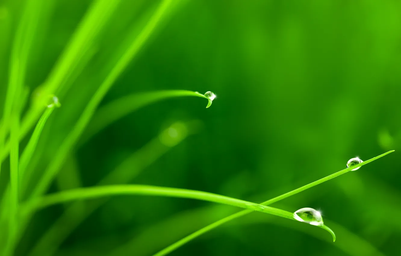 Фото обои зелень, трава, вода, капли, макро