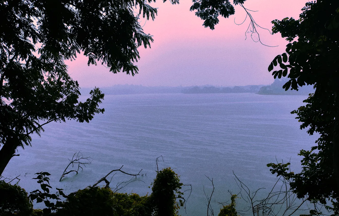 Фото обои Water, Rain, Morning, Lake, Trees, Bush, Plants, Woods