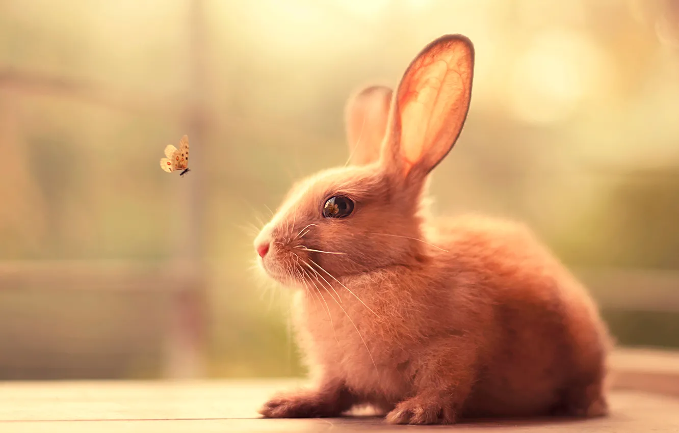 Фото обои бабочка, заяц, кролик