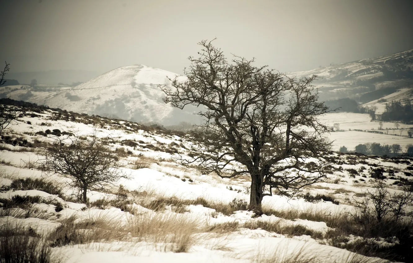 Фото обои снег, пейзаж, горы, дерево