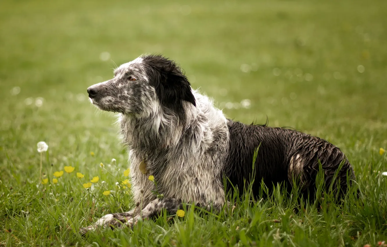 Фото обои поле, фон, собака