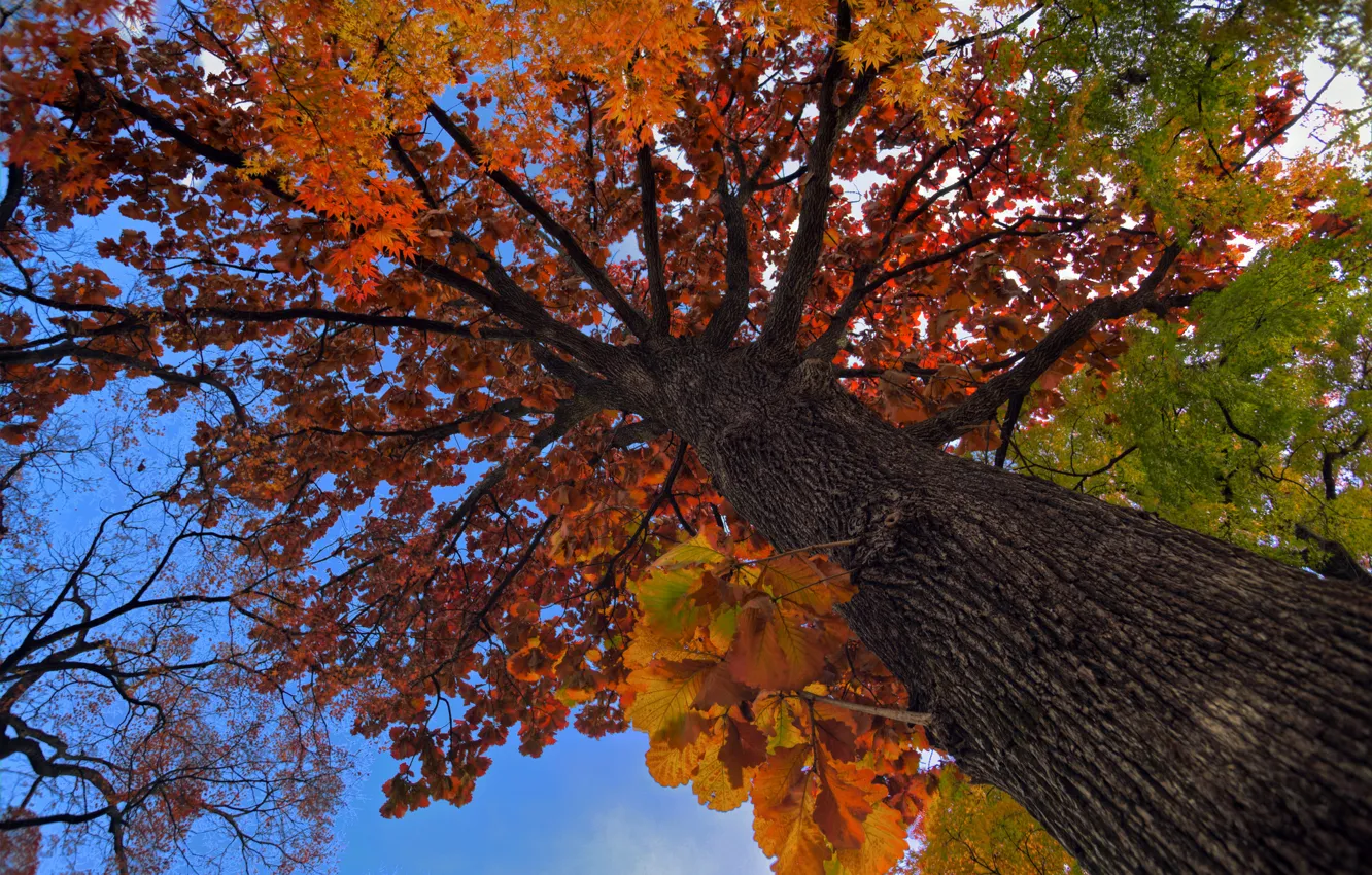 Фото обои осень, небо, листья, дерево, ствол, крона