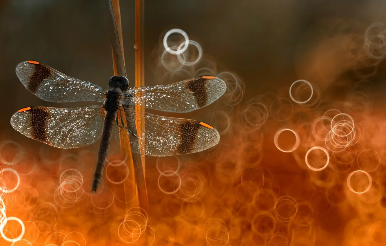Фото обои focus, dragonfly, put on reeds