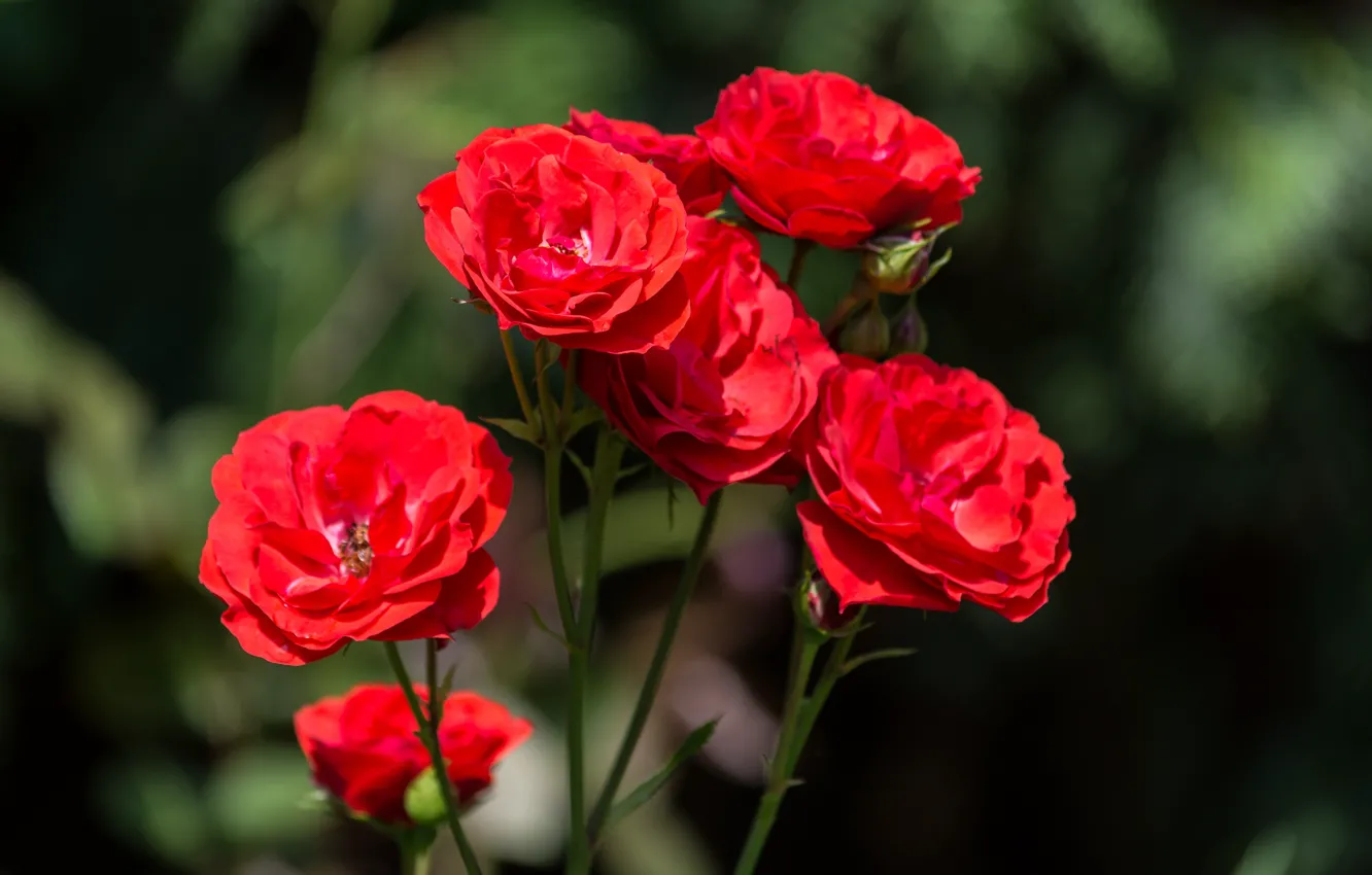 Фото обои Боке, Bokeh, Red rose, Красные розы