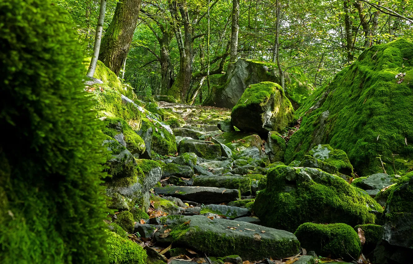 Фото обои лес, камни, мох