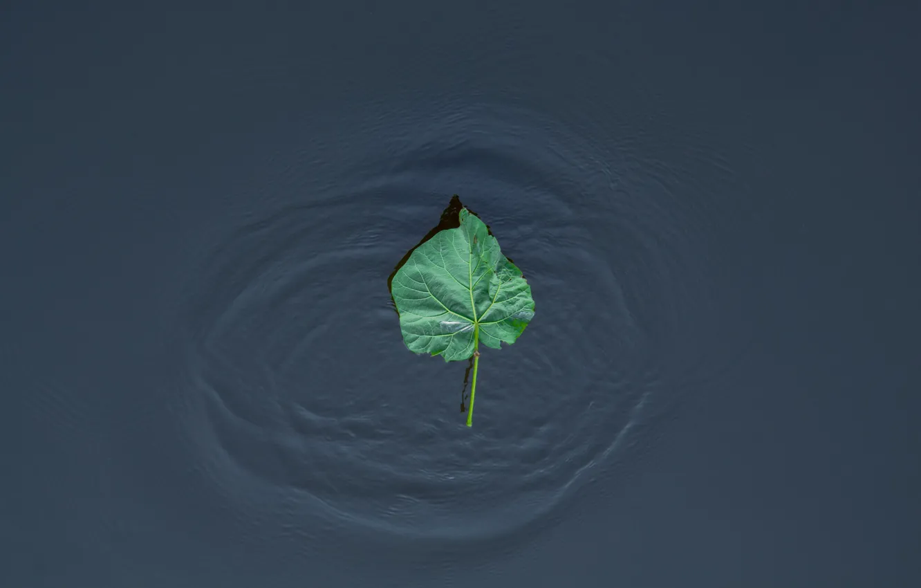 Фото обои волны, лист, озеро