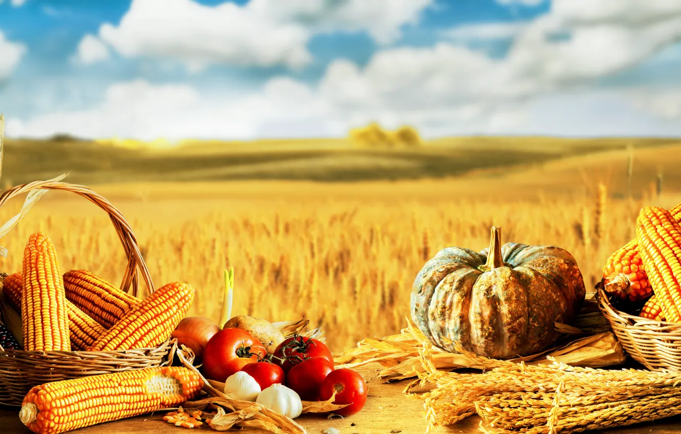 Фото обои кукуруза, тыква, натюрморт