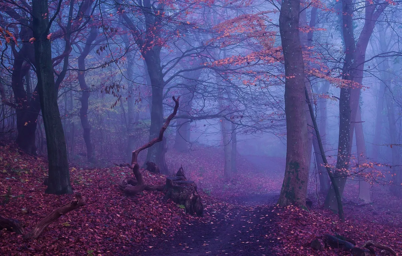 Фото обои осень, лес, деревья, природа, туман, пенек, тропинка