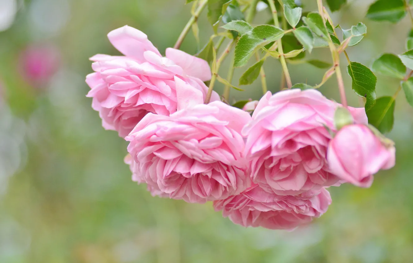 Фото обои макро, розы, розовые, боке