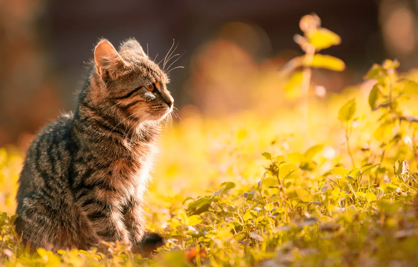 Фото обои зеленая трава, meow, размытый фон, мяу, green grass, grey cat, серый кот, blurry background