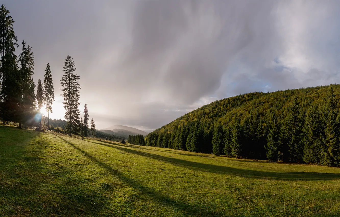 Фото обои лес, деревья, луг, Romania, Румыния, Трансильвания, Transylvania