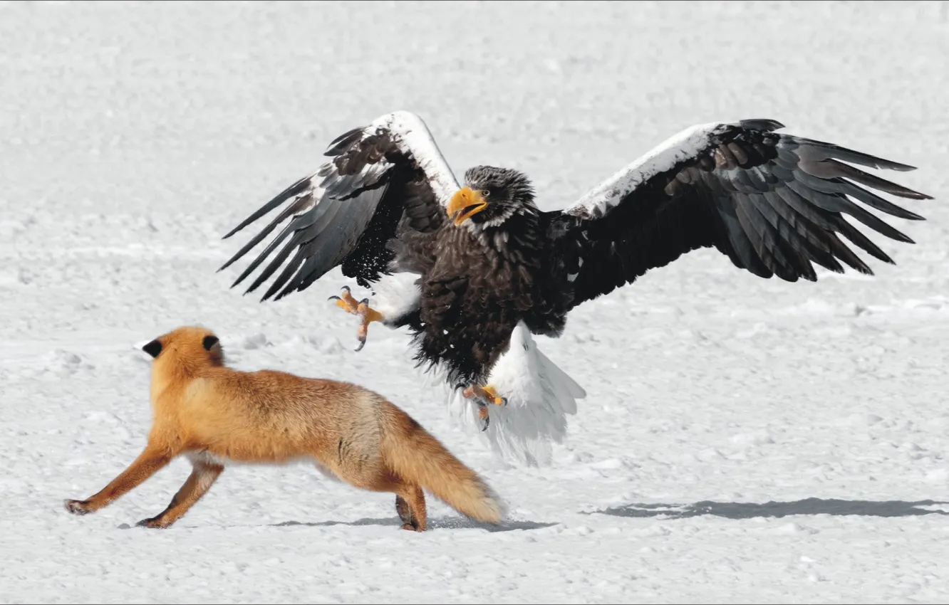 Фото обои животные, птица, хищники, пара, когти, орёл, fox, bird