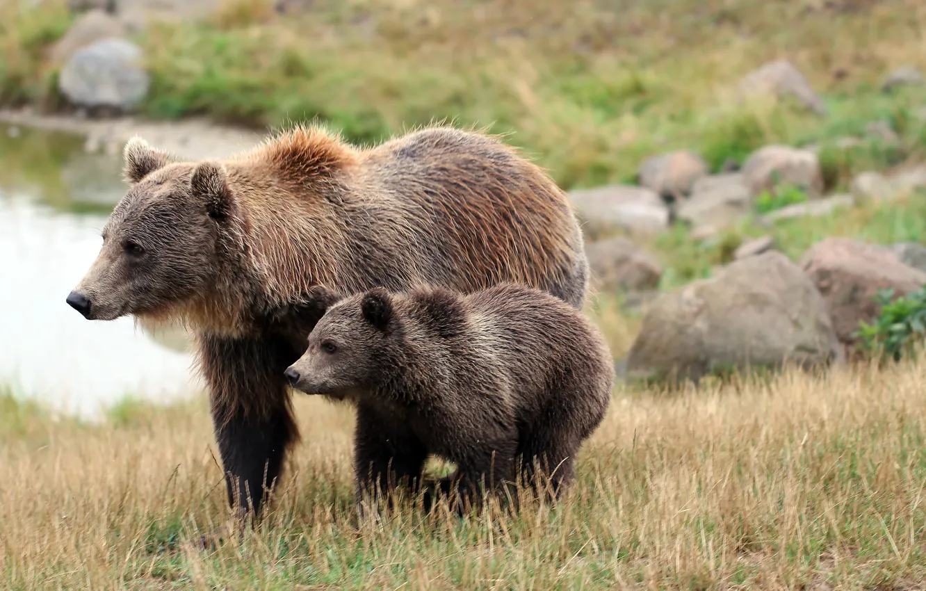 Фото обои трава, природа, камни, медвежонок, медведица