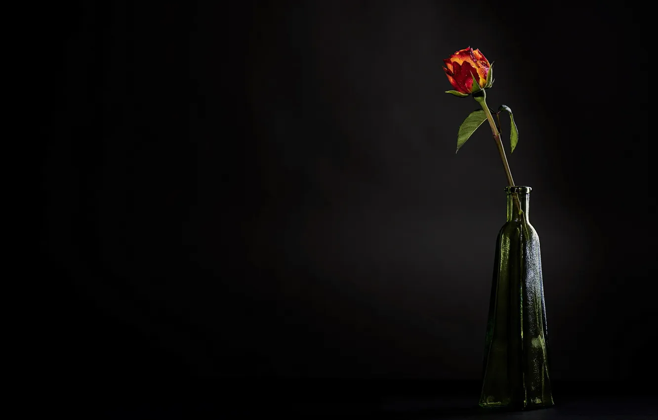 Фото обои цветок, фон, роза