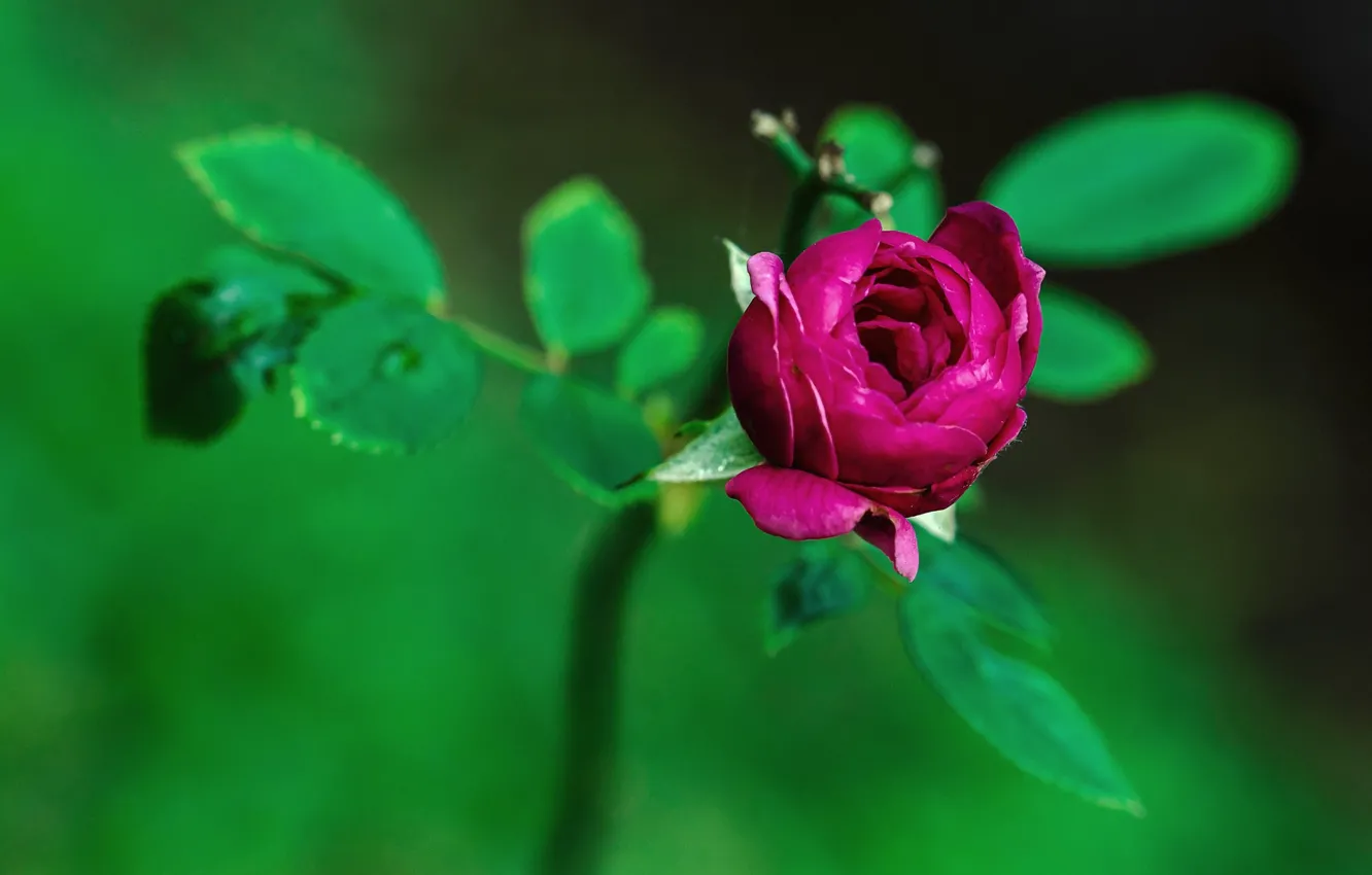 Фото обои размытый задний фон, бутон розы, листья розы
