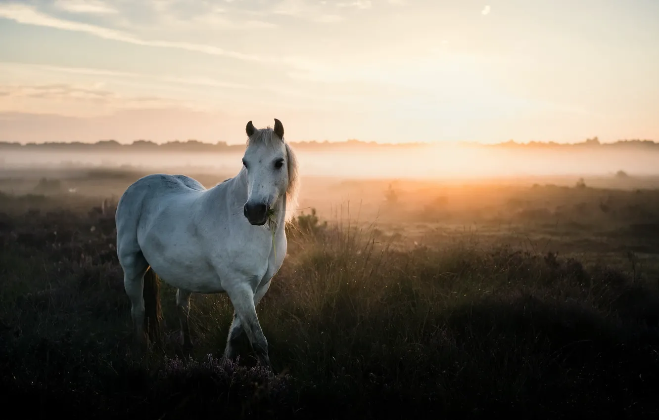 Фото обои лето, природа, туман, конь
