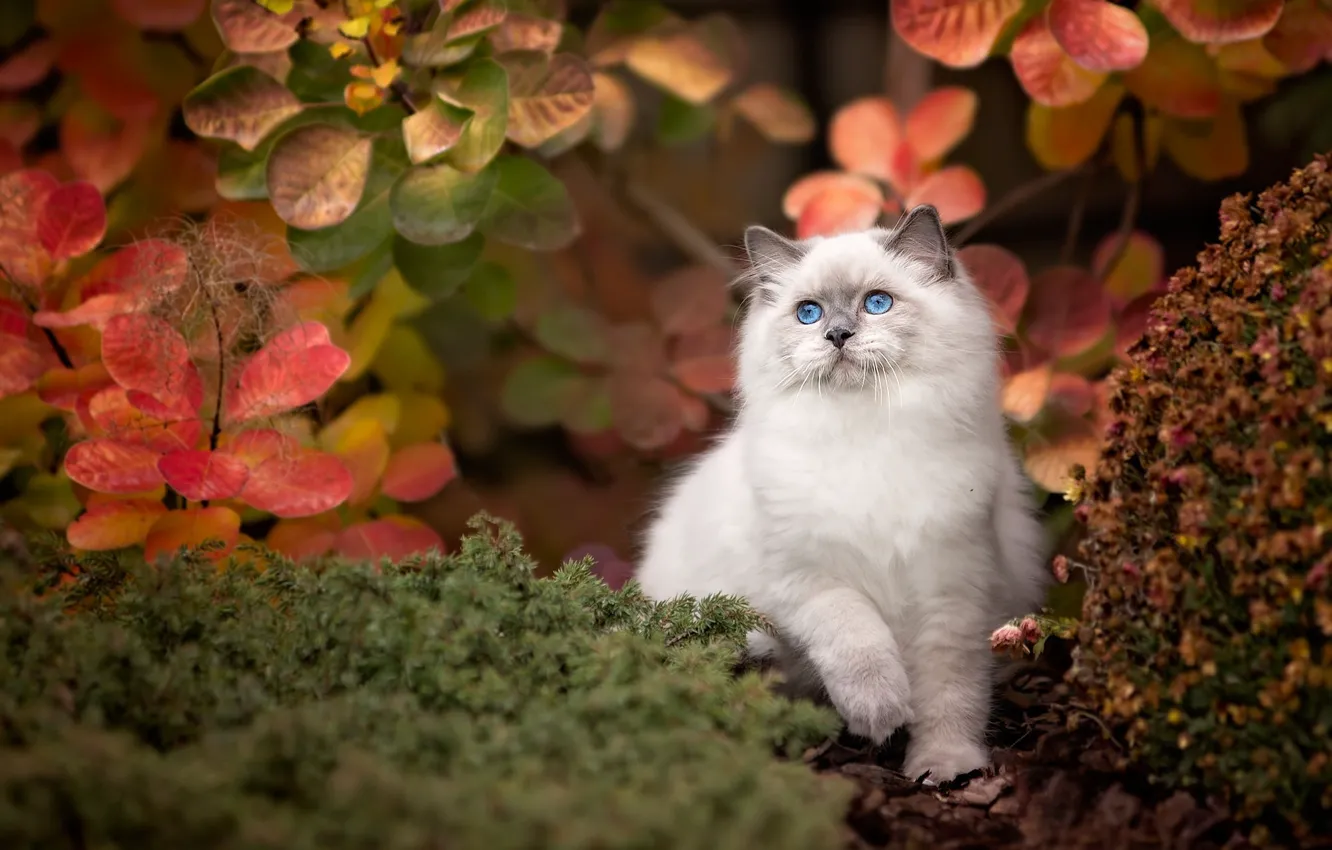 Фото обои осень, кошка, листья, поза, котенок, растения, пушистый, сад