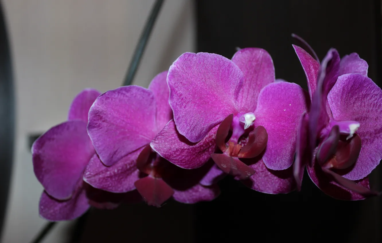 Фото обои орхидея, красивые цветы, ветка орхидеи