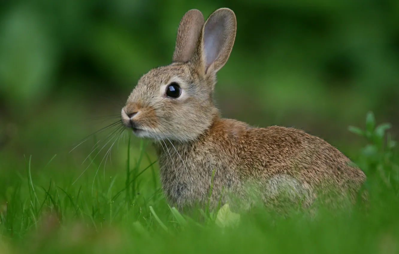 Фото обои зелень, трава, заяц, Кролик, размытость