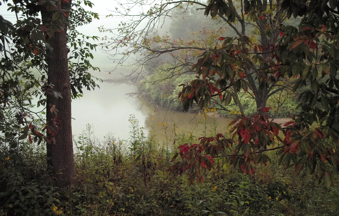 Фото обои осень, лес, деревья, туман, река