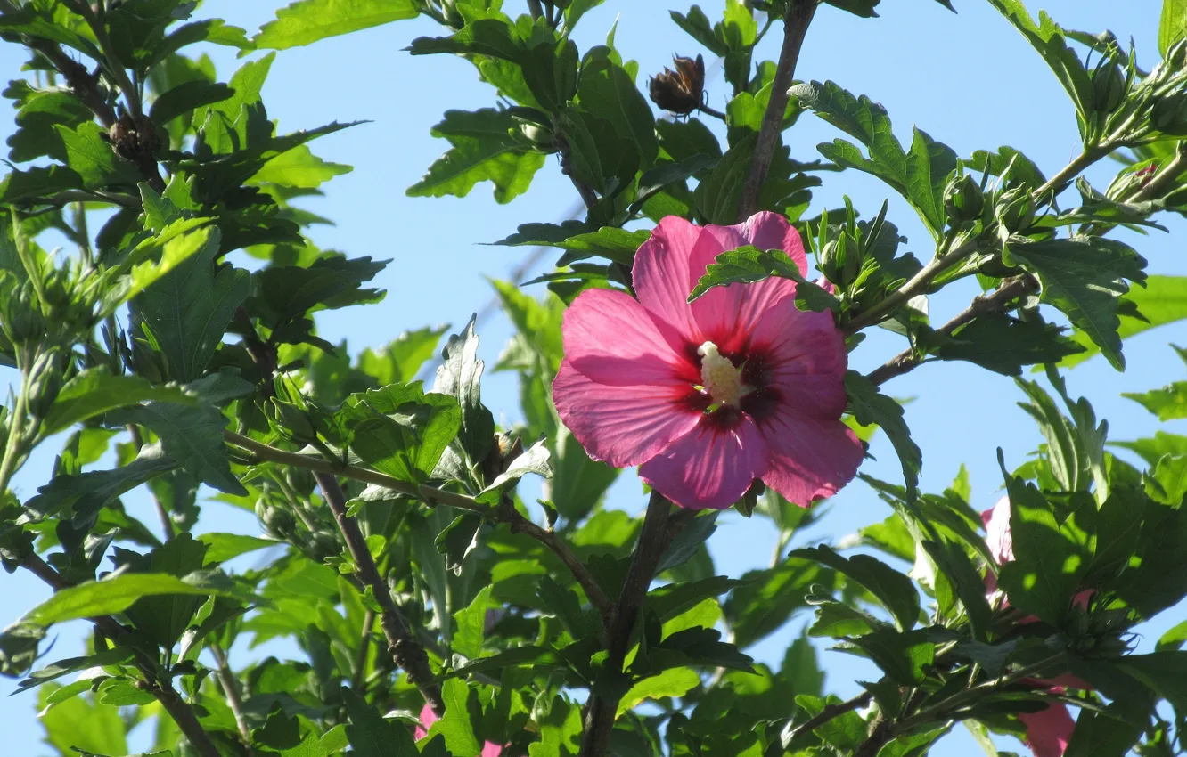Фото обои лето, листья, ветки, куст, 2018, июнь, розовый цветок, Mamala ©