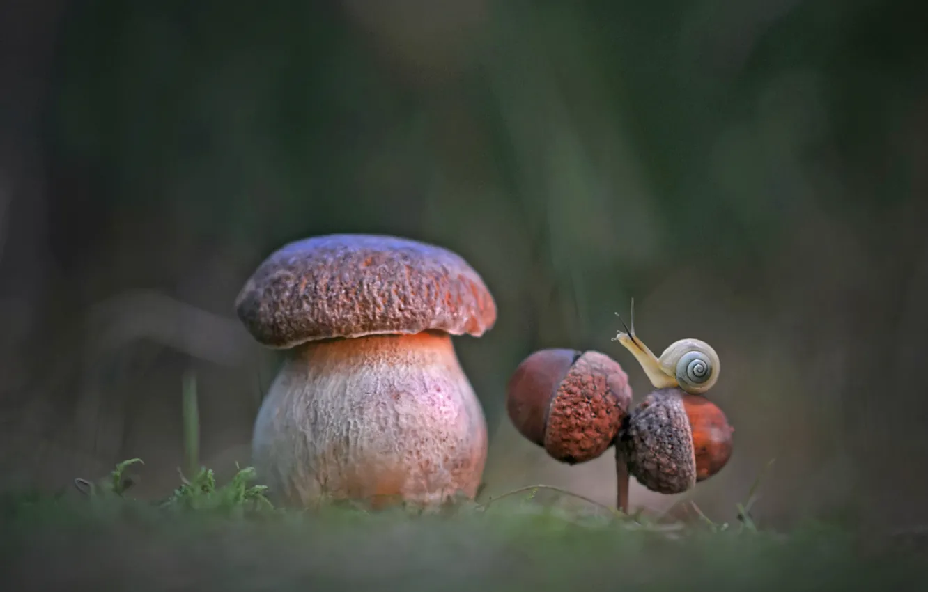 Фото обои природа, гриб, улитка, боровик, жёлуди