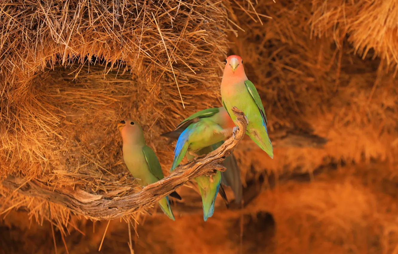 Фото обои птицы, ветка, гнездо, сено, попугаи